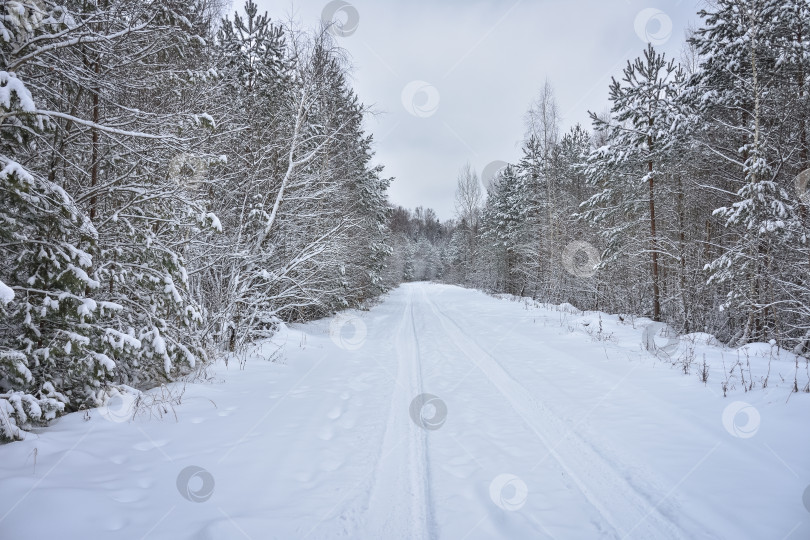 Скачать заснеженная дорога среди зимнего леса, зимняя дорога фотосток Ozero