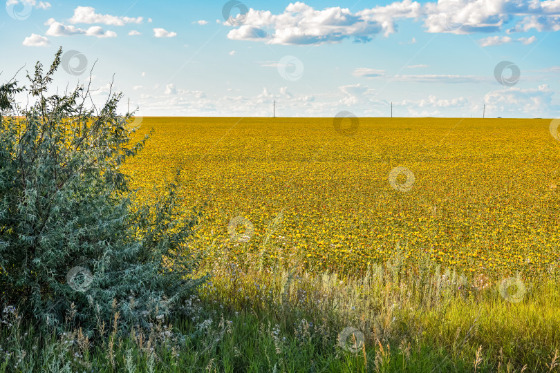 Скачать Сафлоровое поле, поле желтых колючих цветов, Carthamus tinctoriu фотосток Ozero