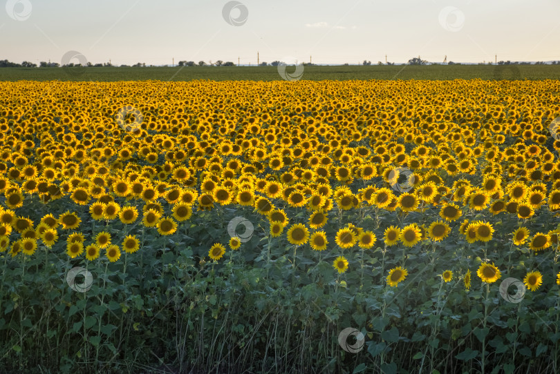 Скачать подсолнечное поле на закате, много подсолнухов фотосток Ozero