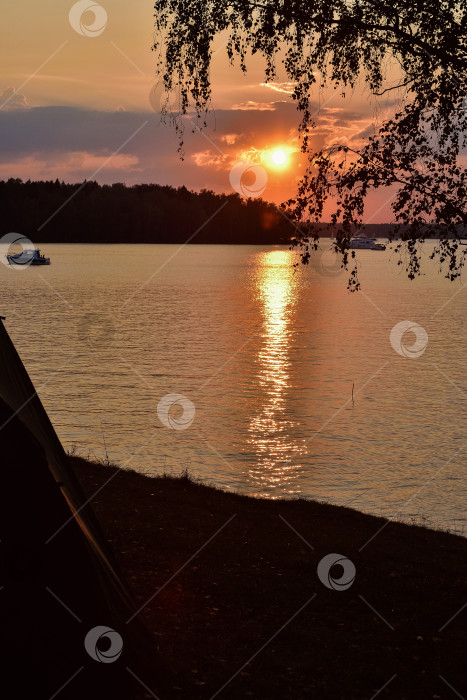 Скачать закат на озере, силуэт березы на фоне заката фотосток Ozero