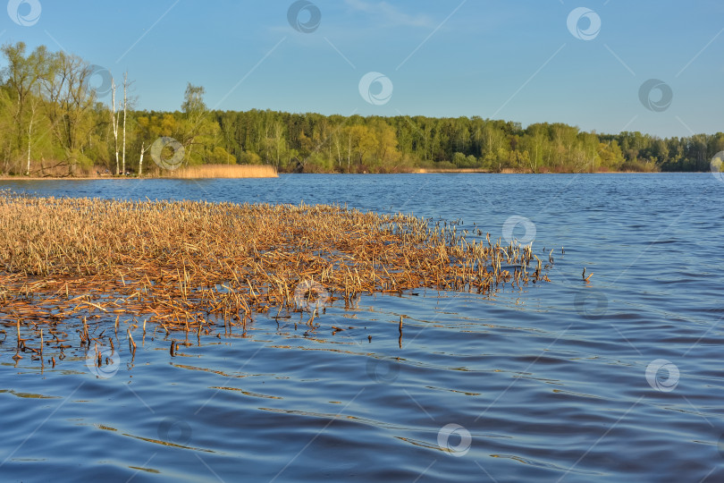 Скачать река заросла травой. на заднем плане лес (2) фотосток Ozero