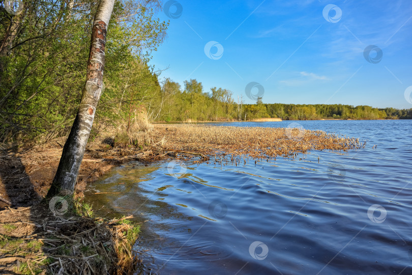 Скачать река заросла травой. на заднем плане лес (2) фотосток Ozero