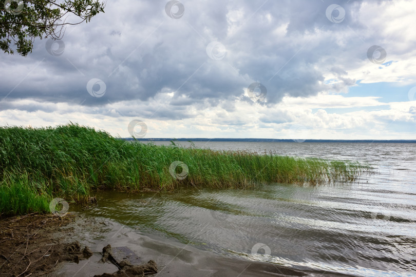 Скачать утреннее озеро, тростник на берегу озера фотосток Ozero