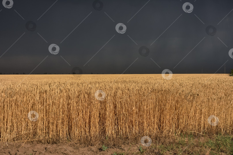 Скачать пшеничное поле перед бурей, фотосток Ozero