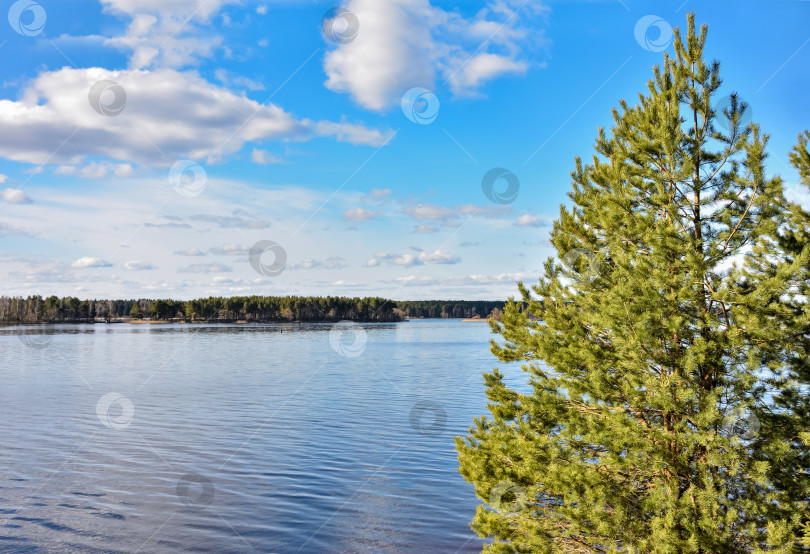 Скачать молодая зелень ели на фоне реки и голубого неба фотосток Ozero