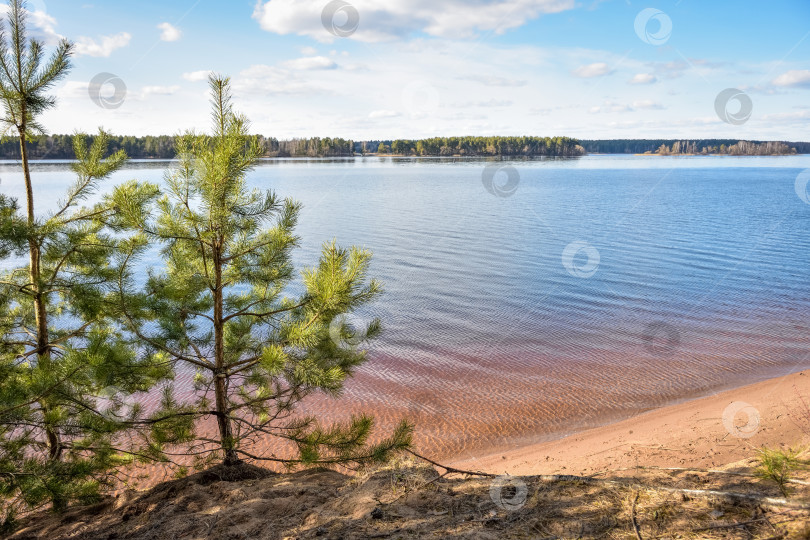 Скачать молодая зелень ели на фоне реки и голубого неба фотосток Ozero