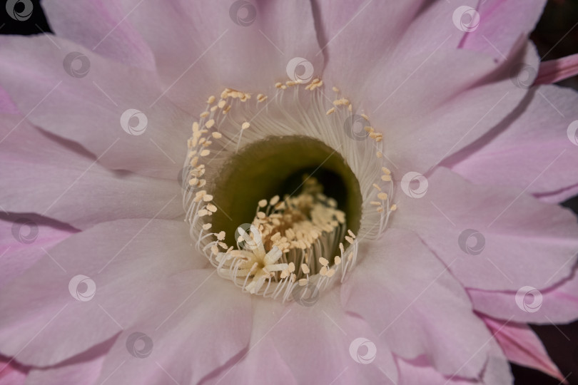 Скачать Макрофотография цветка кактуса Эхинопсис (лат. Echinopsis) в полном цвету. фотосток Ozero