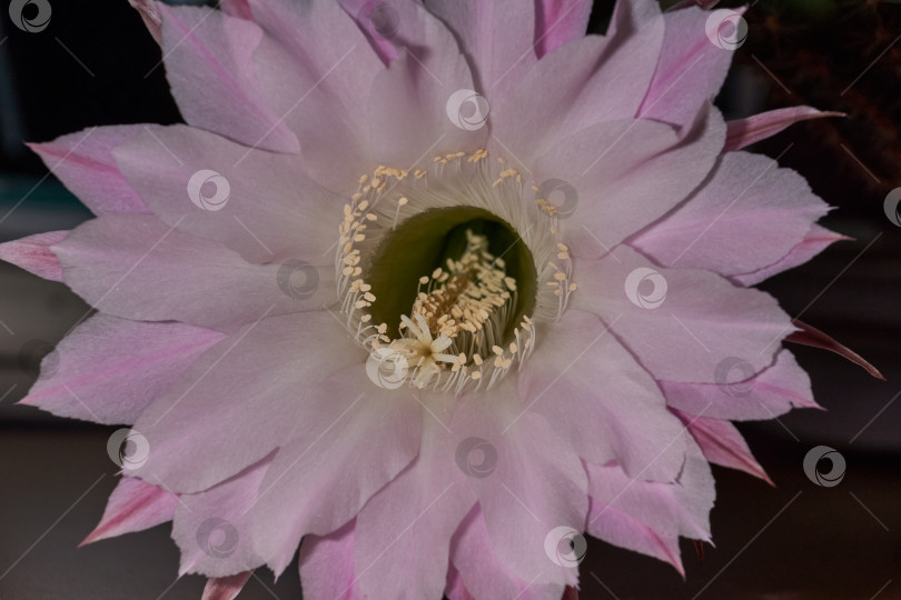 Скачать Макрофотография цветка кактуса Эхинопсис (лат. Echinopsis) в полном цвету. фотосток Ozero