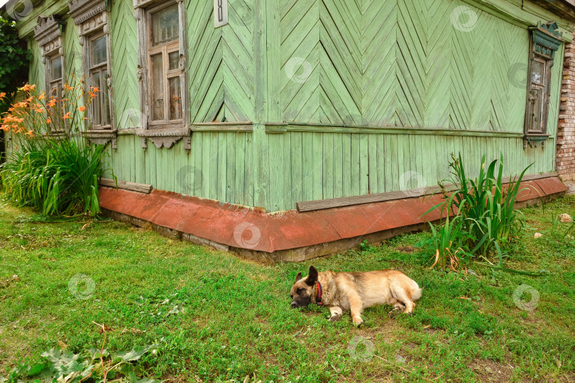 Скачать Собака лежит на траве возле дома фотосток Ozero