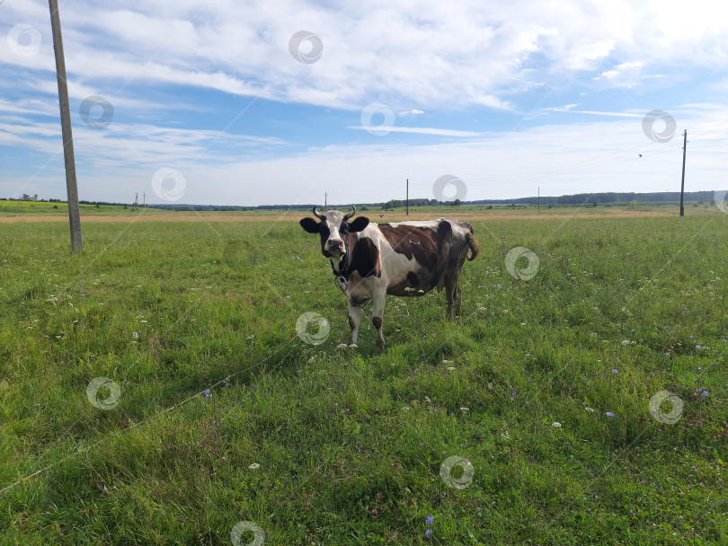 Скачать Корова на выгуле фотосток Ozero