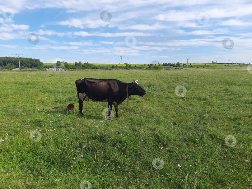 Скачать Корова на лугу фотосток Ozero