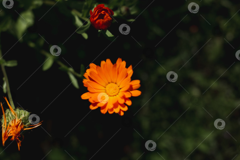 Скачать Ярко-оранжевые цветы календулы лекарственной (Calendula officinalis). оранжевый и зеленый, темный фон, эстетичные цветы. Старые и свежие фотосток Ozero