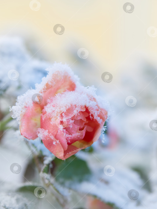 Скачать Роза под снегом в саду. фотосток Ozero
