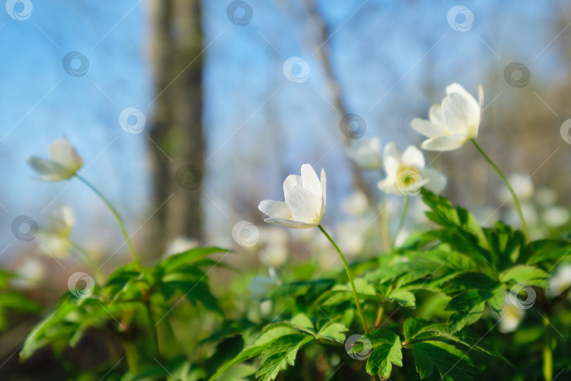 Скачать Первые весенние белые лесные цветы. фотосток Ozero