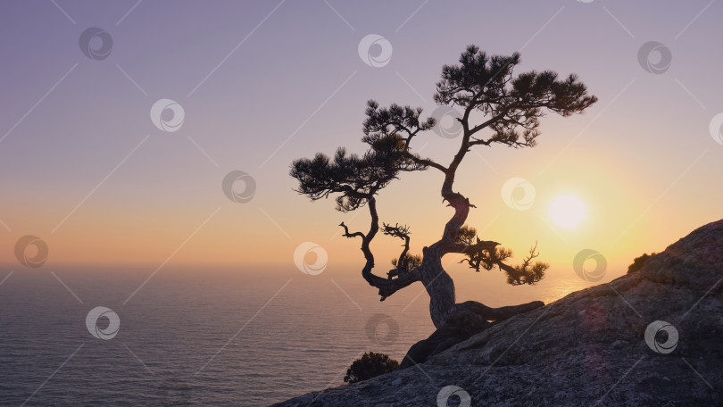 Скачать Одинокая сосна, закат и море. фотосток Ozero