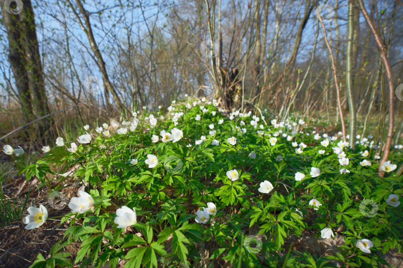 Скачать Первые весенние белые лесные цветы. фотосток Ozero