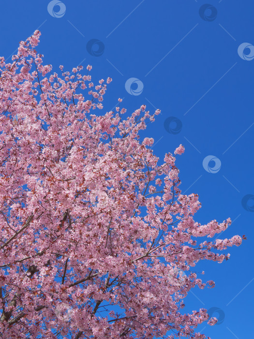Скачать Вишневые деревья весной. фотосток Ozero