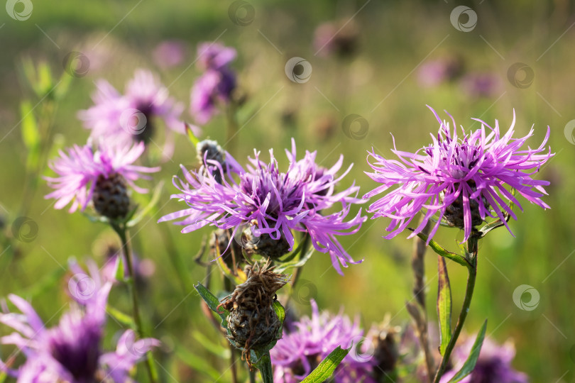 Скачать Луговой дикий цветок, растущий в поле. Centaurea nigra. фотосток Ozero