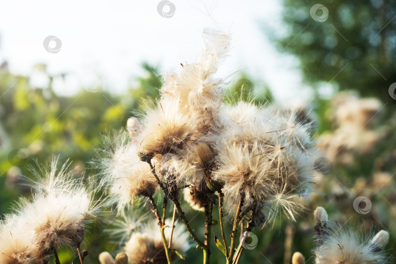 Скачать Луговой дикий цветок, растущий в поле. Centaurea nigra. фотосток Ozero