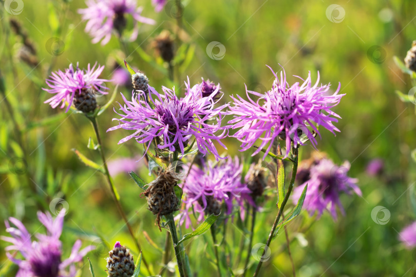 Скачать Луговой дикий цветок, растущий в поле. Centaurea nigra. фотосток Ozero