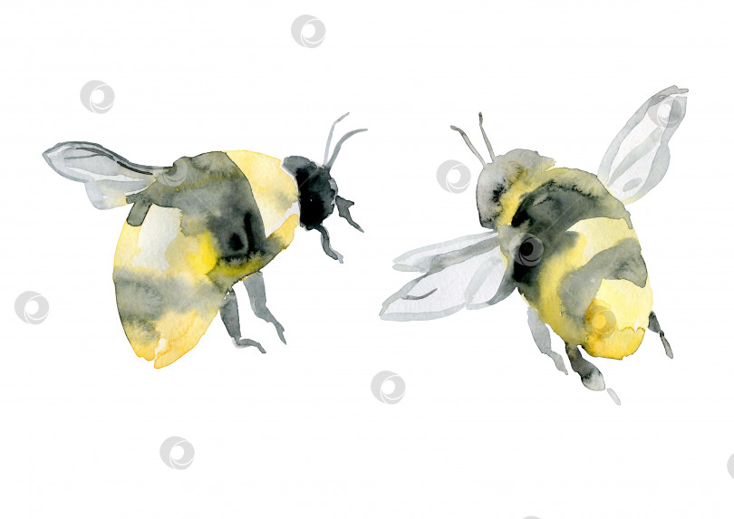 Скачать маленькие акварельные реалистичные пчелы, выделенные на белом фоне фотосток Ozero