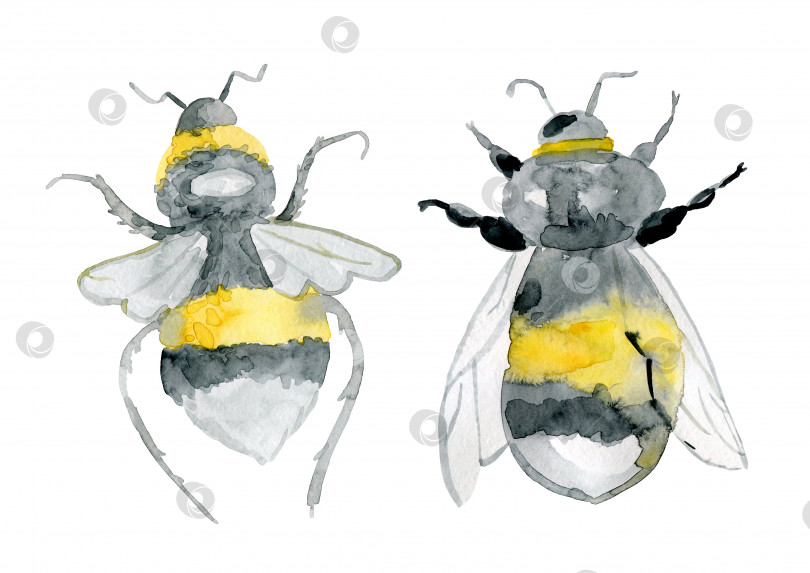 Скачать реалистичные маленькие акварельные пчелы, выделенные на белом фоне фотосток Ozero