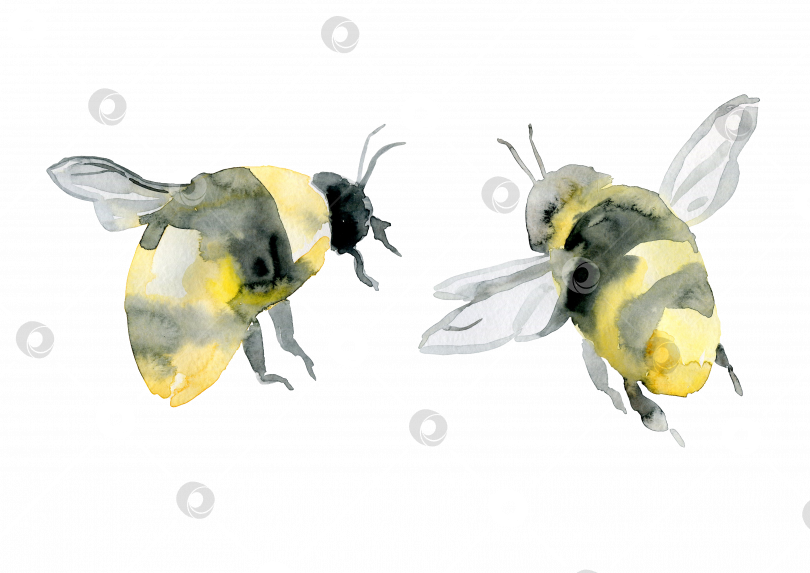 Скачать пчелы - это милая реалистичная акварельная иллюстрация для дизайна продуктов пчеловодства фотосток Ozero