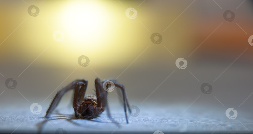 Скачать Домашний паук Tegenaria domestica - это вид пауков из семейства паутинных воронкообразных (Agelenidae), близкий родственник американского домашнего паука Tegenaria agrestis. фотосток Ozero