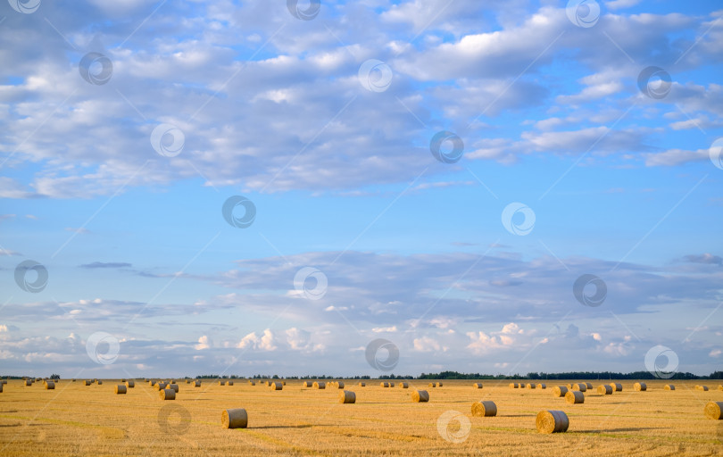 Скачать в поле лежат скрученные стога сена фотосток Ozero