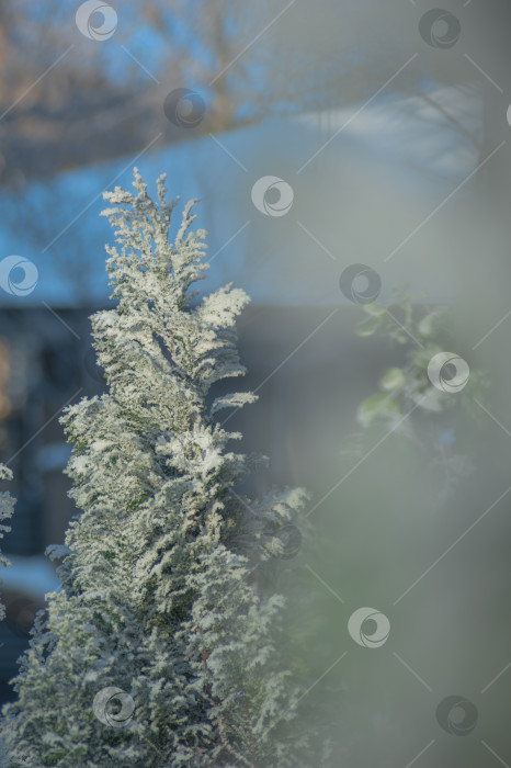 Скачать заснеженные ветви ели на светло-голубом фоне фотосток Ozero