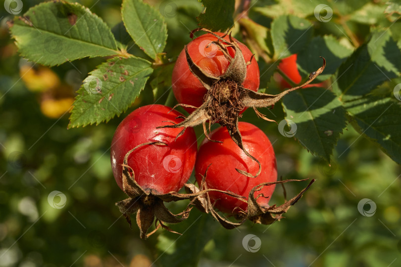 Скачать В саду расцвел шиповник (лат. Rosa) и созрели плоды. фотосток Ozero