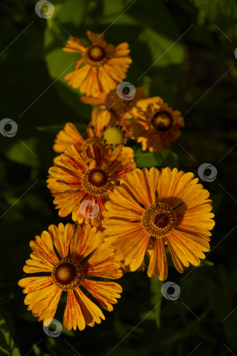 Скачать Гелениум (лат. Helenium) цветет в саду. фотосток Ozero