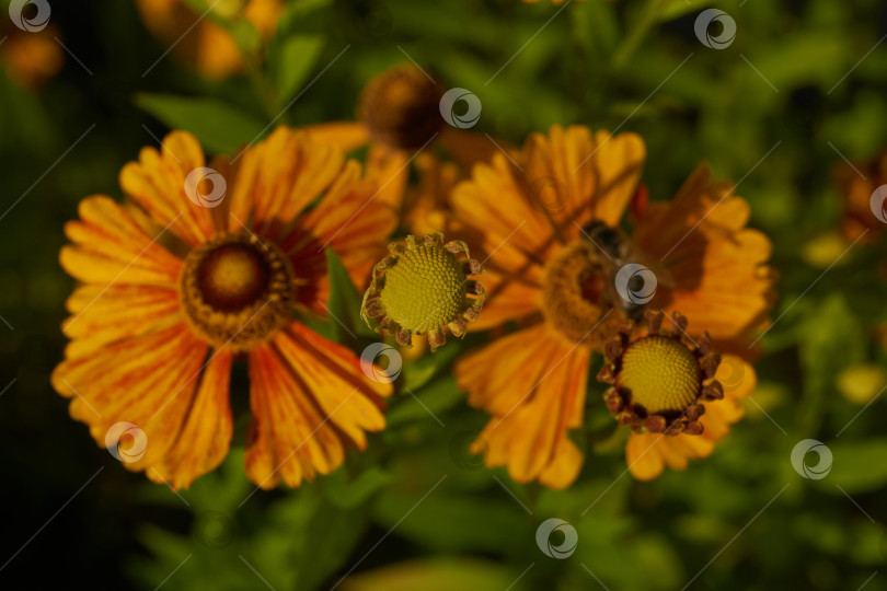 Скачать Гелениум (лат. Helenium) цветет в саду. фотосток Ozero