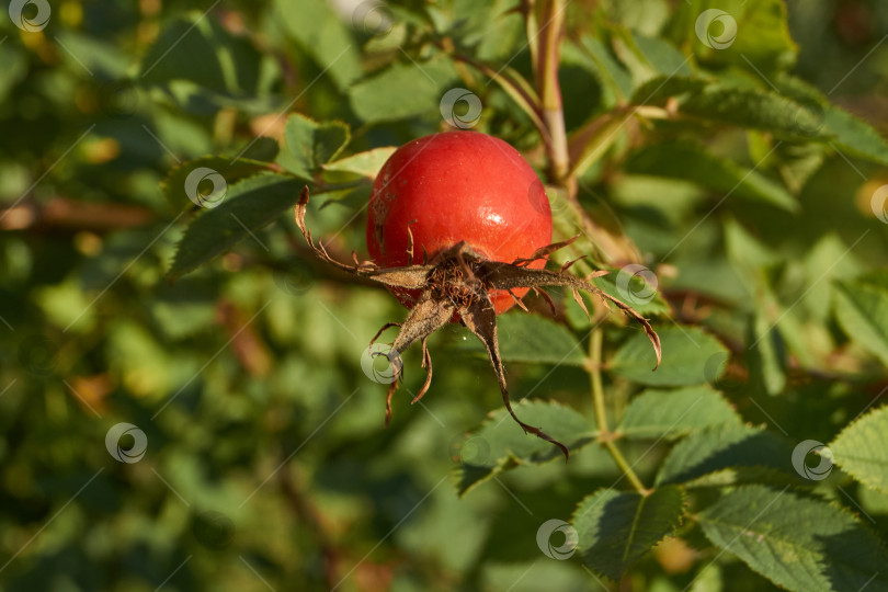 Скачать В саду расцвел шиповник (лат. Rosa) и созрели плоды. фотосток Ozero