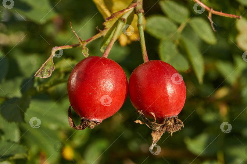 Скачать В саду расцвел шиповник (лат. Rosa) и созрели плоды. фотосток Ozero