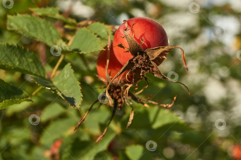 Скачать В саду расцвел шиповник (лат. Rosa) и созрели плоды. фотосток Ozero