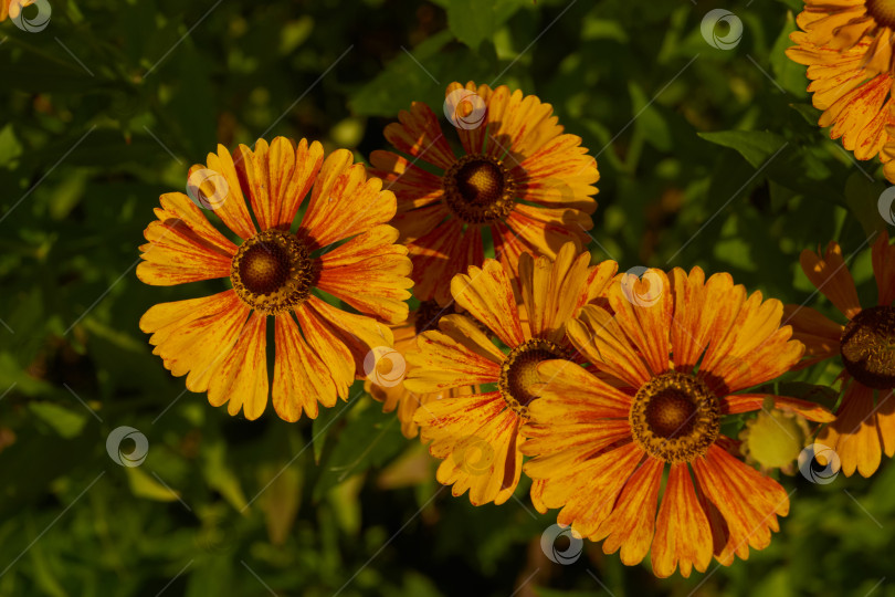 Скачать Гелениум (лат. Helenium) цветет в саду. фотосток Ozero