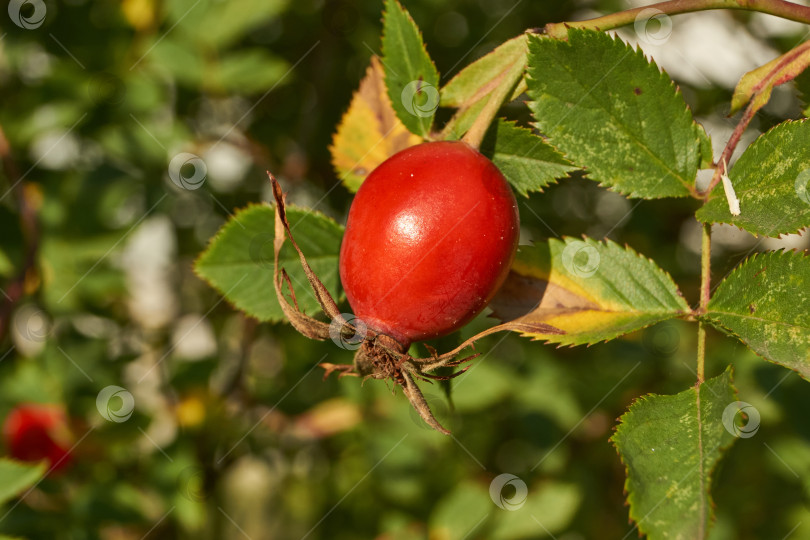 Скачать В саду расцвел шиповник (лат. Rosa) и созрели плоды. фотосток Ozero