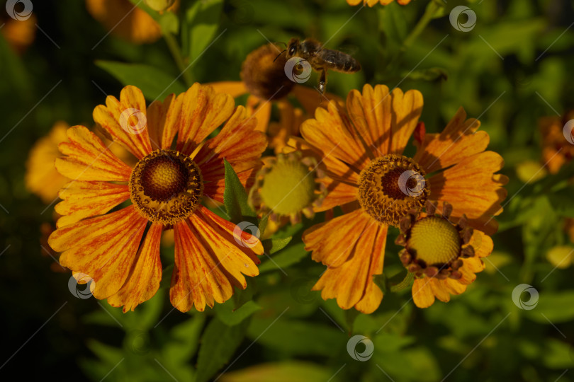 Скачать Гелениум (лат. Helenium) цветет в саду. фотосток Ozero