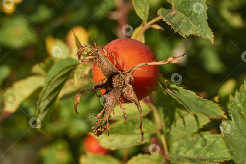 Скачать В саду расцвел шиповник (лат. Rosa) и созрели плоды. фотосток Ozero