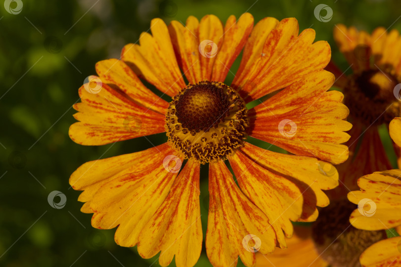 Скачать Гелениум (лат. Helenium) цветет в саду. фотосток Ozero