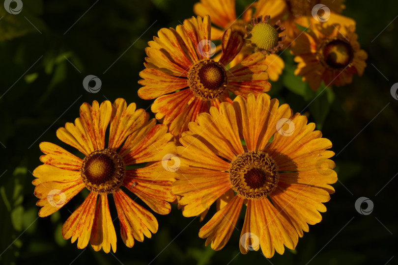 Скачать Гелениум (лат. Helenium) цветет в саду. фотосток Ozero