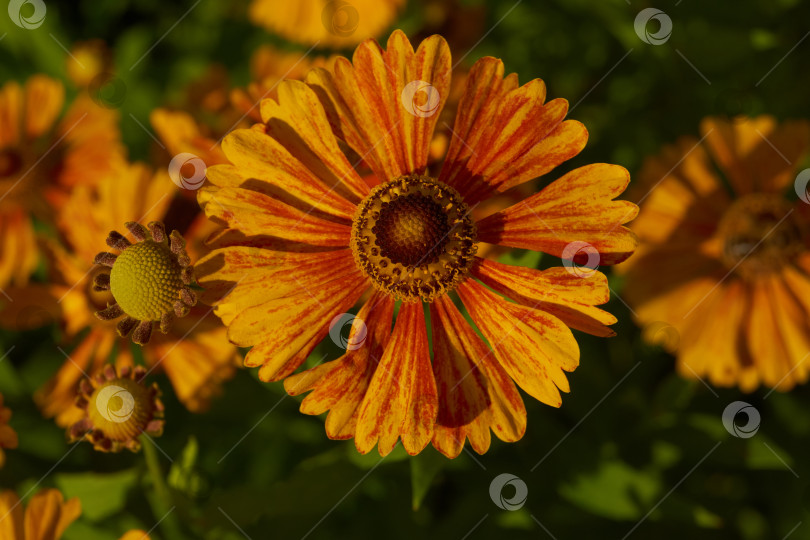 Скачать Гелениум (лат. Helenium) цветет в саду. фотосток Ozero