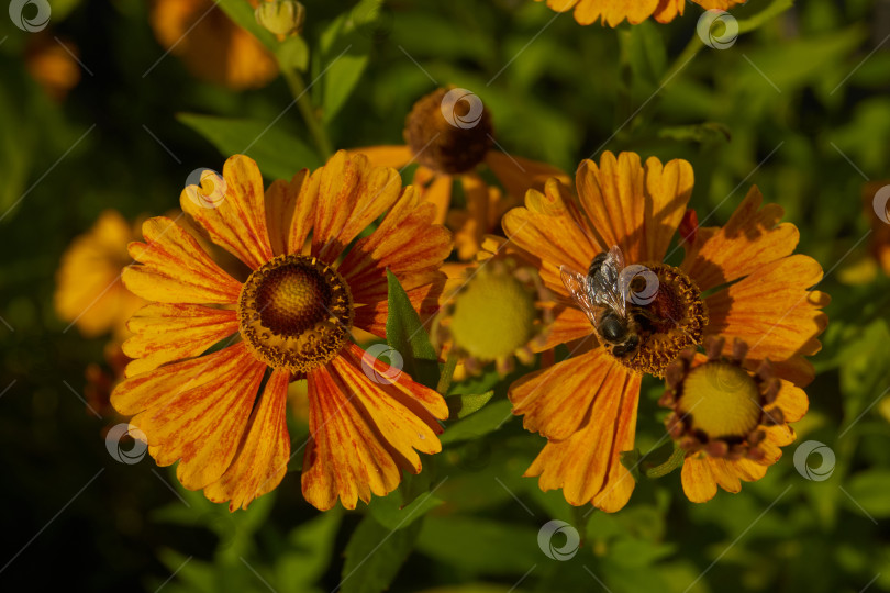 Скачать Гелениум (лат. Helenium) цветет в саду. фотосток Ozero