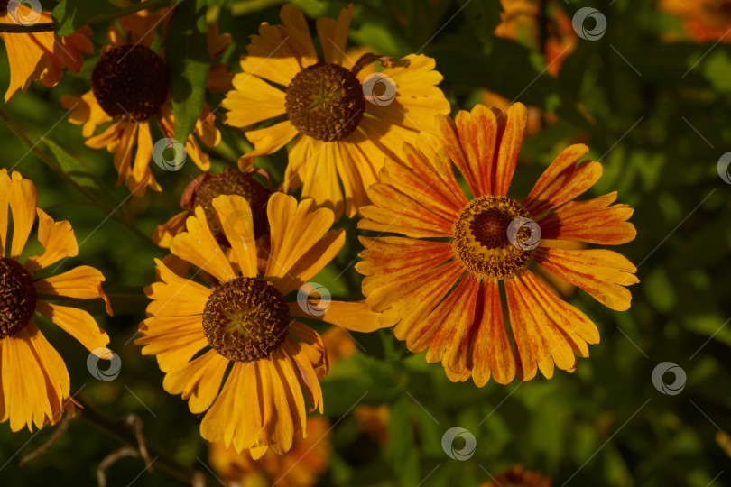 Скачать Гелениум (лат. Helenium) цветет в саду. фотосток Ozero