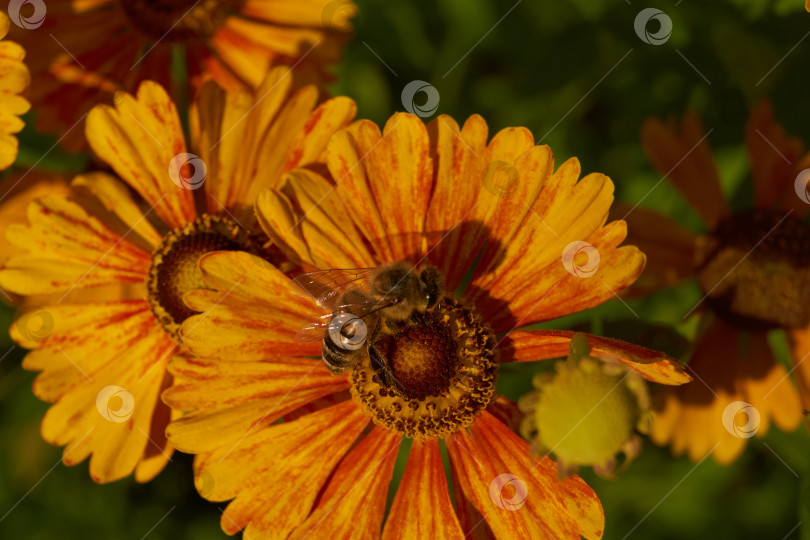 Скачать Гелениум (лат. Helenium) цветет в саду. фотосток Ozero