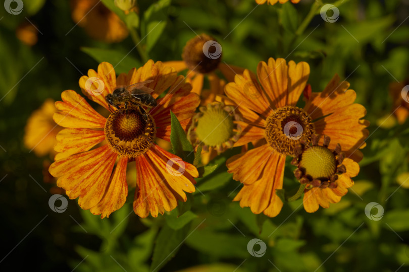 Скачать Гелениум (лат. Helenium) цветет в саду. фотосток Ozero