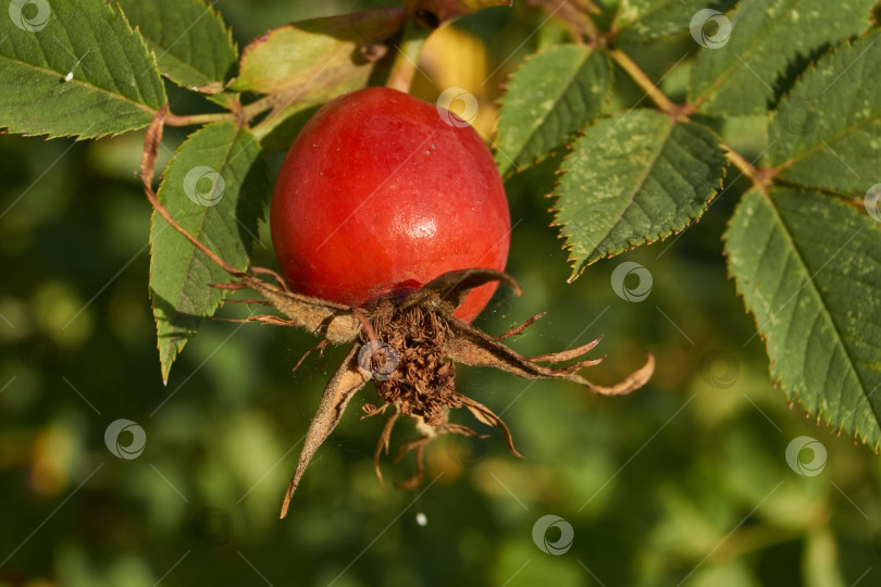 Скачать В саду расцвел шиповник (лат. Rosa) и созрели плоды. фотосток Ozero