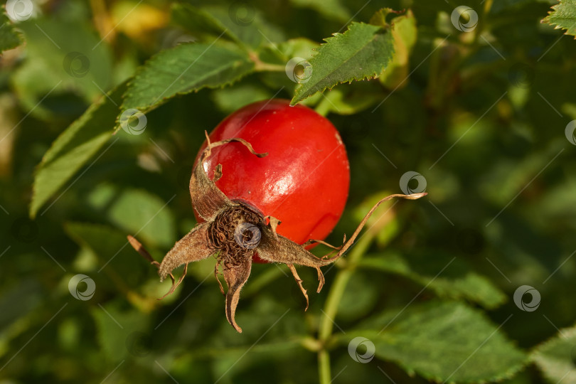 Скачать В саду расцвел шиповник (лат. Rosa) и созрели плоды. фотосток Ozero