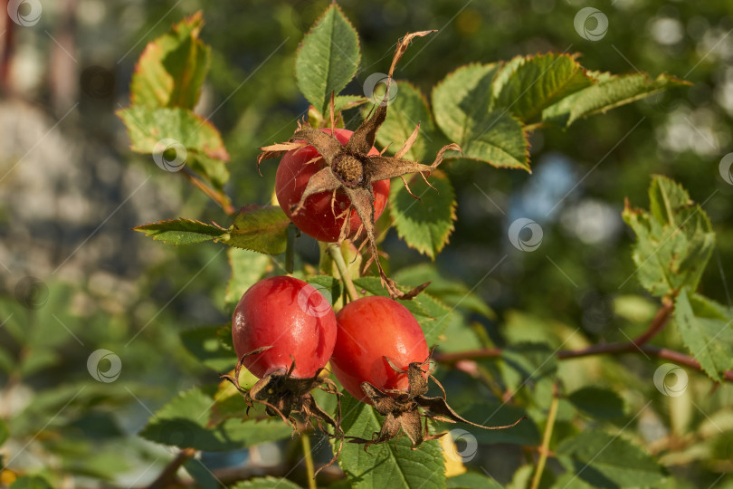 Скачать В саду расцвел шиповник (лат. Rosa) и созрели плоды. фотосток Ozero